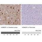 Anti-HOMER1 Antibody