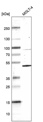 Western blot analysis in human cell line MOLT-4.