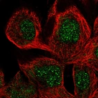 Immunofluorescent staining of human cell line A-431 shows localization to nucleus.