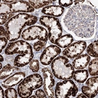 Immunohistochemical staining of human kidney shows high expression.