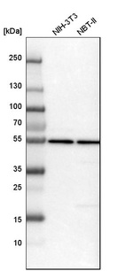 Western blot analysis in mouse cell line NIH-3T3 and rat cell line NBT-II.