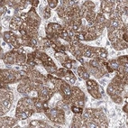 Immunohistochemical staining of human liver using Anti-HIBCH antibody HPA036541.