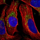 Immunofluorescent staining of human cell line U-2 OS shows localization to mitochondria.