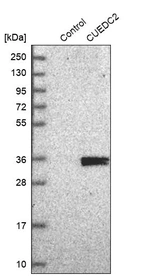 Western blot analysis in control (vector only transfected HEK293T lysate) and CUEDC2 over-expression lysate (Co-expressed with a C-terminal myc-DDK tag (~3.1 kDa) in mammalian HEK293T cells, LY411416).