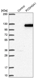 Western blot analysis in control (vector only transfected HEK293T lysate) and PCDHGA1 over-expression lysate (Co-expressed with a C-terminal myc-DDK tag (~3.1 kDa) in mammalian HEK293T cells, LY410403).