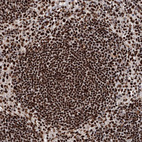 Immunohistochemical staining of human lymph node shows strong nuclear positivity in germinal center cells.