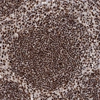 Immunohistochemical staining of human lymph node shows strong nuclear positivity in germinal center cells.