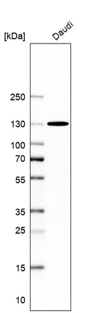 Western blot analysis in human cell line Daudi.
