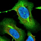 Immunofluorescent staining of human cell line U-2 OS shows localization to nucleoplasm, plasma membrane & cytosol.
