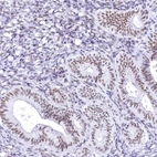 Immunohistochemical staining of human endometrium shows moderate nuclear positivity in glandular cells.