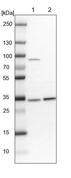 Lane 1: NIH-3T3 cell lysate (Mouse embryonic fibroblast cells)_br/_Lane 2: NBT-II cell lysate (Rat Wistar bladder tumour cells)