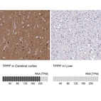 Anti-TPPP Antibody