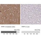 Anti-TPPP Antibody