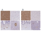 Immunohistochemical staining of human cerebral cortex, liver, lower gastrointestinal and pancreas using Anti-TPPP antibody HPA036575 (A) shows similar protein distribution across tissues to independent antibody HPA036576 (B).