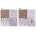 Immunohistochemical staining of human cerebral cortex, liver, lower gastrointestinal and pancreas using Anti-TPPP antibody HPA036576 (A) shows similar protein distribution across tissues to independent antibody HPA036575 (B).