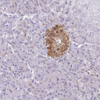 Immunohistochemical staining of human pancreas shows moderate cytoplasmic and nuclear positivity in islets of Langerhans.