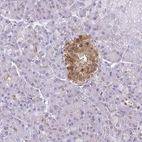 Immunohistochemical staining of human pancreas shows moderate cytoplasmic and nuclear positivity in islets of Langerhans.