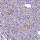 Immunohistochemical staining of human pancreas shows moderate cytoplasmic positivity in islets of Langerhans.