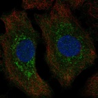 Immunofluorescent staining of human cell line A549 shows localization to cytosol & mitochondria.
