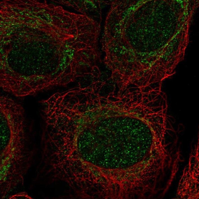 Anti-PIWIL4 Antibody