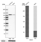 Western blot analysis in human cell lines Caco-2 and HeLa using Anti-DDX21 antibody. Corresponding DDX21 RNA-seq data are presented for the same cell lines. Loading control: Anti-GAPDH.