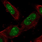 Immunofluorescent staining of human cell line U-251 MG shows localization to nucleus & nucleoli.