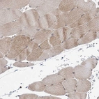 Anti-ANAPC15 Antibody