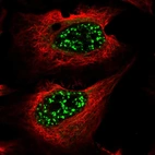 Immunofluorescent staining of human cell line U-2 OS shows localization to nuclear speckles.