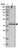 Anti-FAM76B Antibody