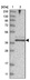 Anti-FAM76B Antibody