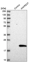 Western blot analysis in control (vector only transfected HEK293T lysate) and ANKRD37 over-expression lysate (Co-expressed with a C-terminal myc-DDK tag (~3.1 kDa) in mammalian HEK293T cells, LY405641).