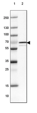 Lane 1: Marker [kDa] 250, 130, 100, 70, 55, 35, 25, 15, 10_br/_Lane 2: Human Cerebral Cortex tissue