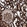 Anti-BCKDHA Antibody