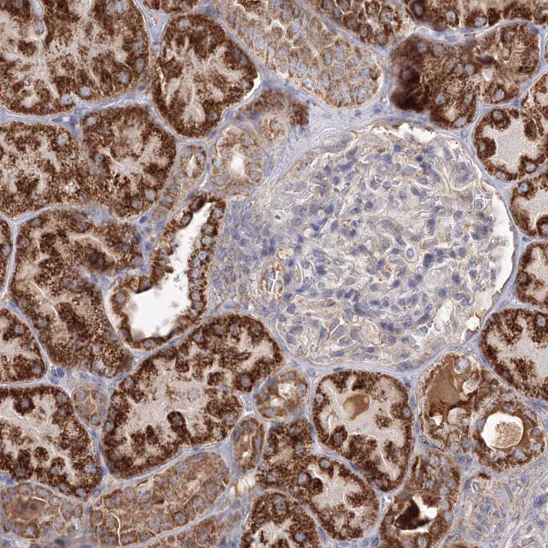 Anti-GRPEL1 Antibody