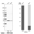 Western blot analysis in human cell lines PC-3 and HeLa using Anti-GRPEL1 antibody. Corresponding GRPEL1 RNA-seq data are presented for the same cell lines. Loading control: Anti-HSP90B1.