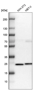 Western blot analysis in mouse cell line NIH-3T3 and rat cell line NBT-II.