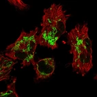 Immunofluorescent staining of human cell line U-251 MG shows localization to mitochondria.