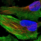 Immunofluorescent staining of human cell line U-251 MG shows localization to nucleoli fibrillar center, cytosol & actin filaments.