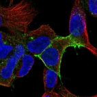 Immunofluorescent staining of human cell line HEK293 shows localization to plasma membrane.