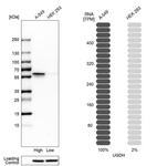 Western blot analysis in human cell lines A-549 and HEK293 using Anti-UGDH antibody. Corresponding UGDH RNA-seq data are presented for the same cell lines. Loading control: Anti-HSP90B1.