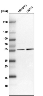 Western blot analysis in mouse cell line NIH-3T3 and rat cell line NBT-II.