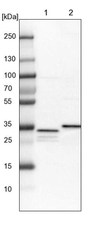 Lane 1: NIH-3T3 cell lysate (Mouse embryonic fibroblast cells)_br/_Lane 2: NBT-II cell lysate (Rat Wistar bladder tumour cells)