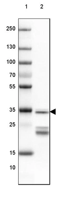 Lane 1: Marker [kDa] 250, 130, 100, 70, 55, 35, 25, 15, 10_br/_Lane 2: Mouse Cerebral Cortex tissue