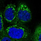 Immunofluorescent staining of human cell line A-431 shows localization to plasma membrane & mitochondria.
