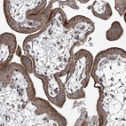 Immunohistochemical staining of human placenta shows moderate cytoplasmic positivity in trophoblastic cells.