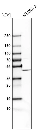 Western blot analysis in human cell line NTERA-2.