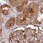 Immunohistochemical staining of human kidney using Anti-EML4 antibody HPA036687.