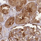 Immunohistochemical staining of human kidney using Anti-EML4 antibody HPA036687.