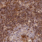 Immunohistochemical staining of human lymph node using Anti-EML4 antibody HPA036687.