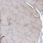 Immunohistochemical staining of human skeletal muscle shows very weak cytoplasmic positivity in myocytes.